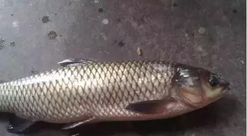 贵阳开阳县富硒茶（贵州开阳富硒茶）-硒宝网