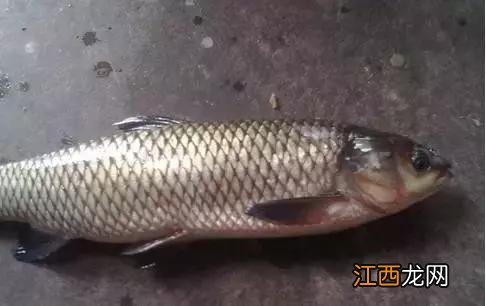 开阳富硒茶怎么做(开阳富硒茶叶)-硒宝网