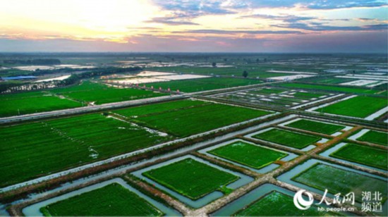 安康富硒茶企业家(安康富硒茶产业)-硒宝网