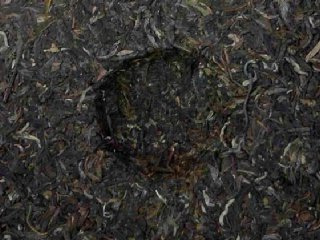 富硒普洱茶的种植（富硒普洱茶好处）-硒宝网