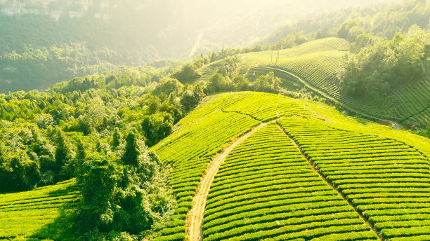 有机茶富硒大红袍(大红袍含硒吗)-硒宝网