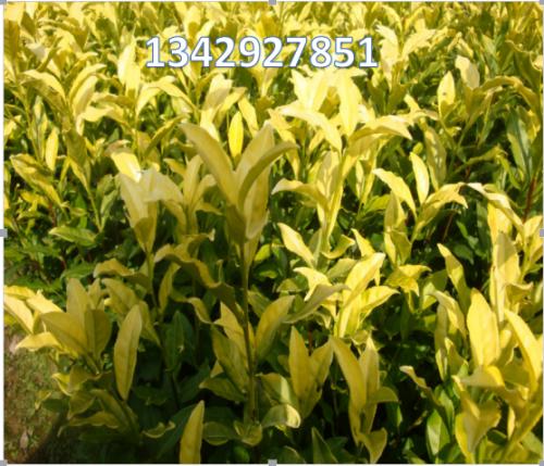 有机茶富硒大红袍(大红袍含硒吗)-硒宝网