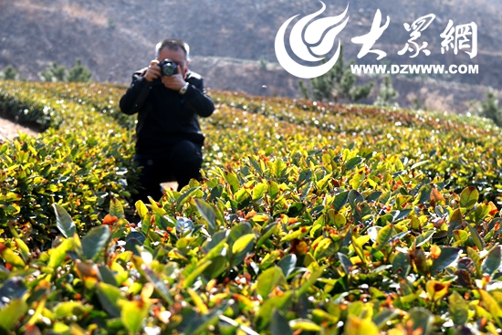 有机茶富硒大红袍(大红袍含硒吗)-硒宝网