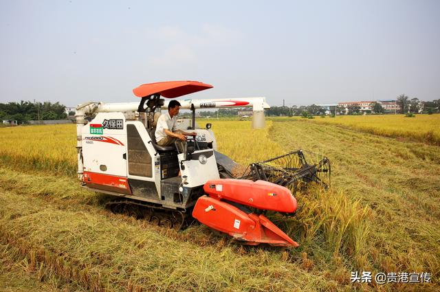 西山富硒茶怎么样(富硒高山茶)-硒宝网