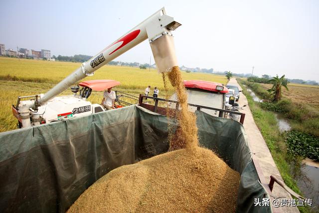西山富硒茶怎么样(富硒高山茶)-硒宝网