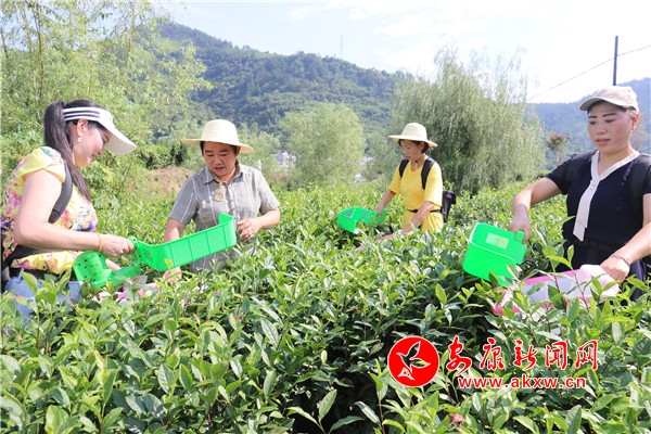 邱红英紫阳富硒茶（紫阳富硒茶红茶多少钱一斤）-硒宝网