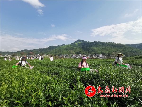 邱红英紫阳富硒茶（紫阳富硒茶红茶多少钱一斤）-硒宝网