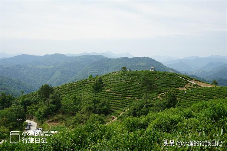 陕西富硒茶好不好（陕西富硒茶多少钱一斤）-硒宝网