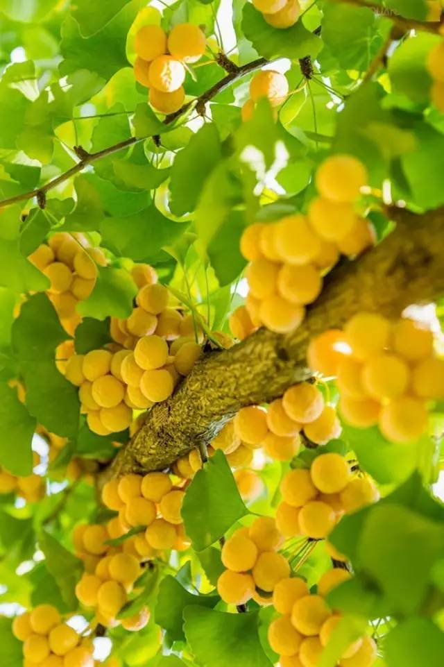 富硒茶怎么做好吃（富硒茶制作过程）-硒宝网