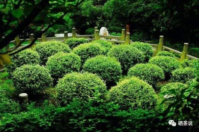 有机茶富硒大红袍（茶叶大红袍功效与作用）-硒宝网