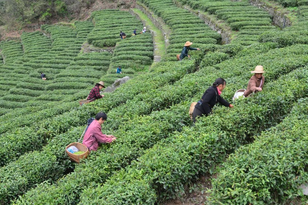 茅坪和富硒茶直播(富硒茶庄)-硒宝网