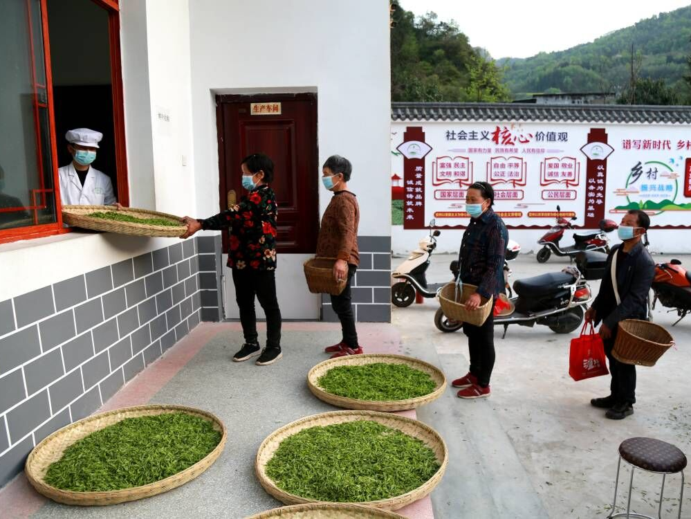 茅坪和富硒茶直播(富硒茶庄)-硒宝网