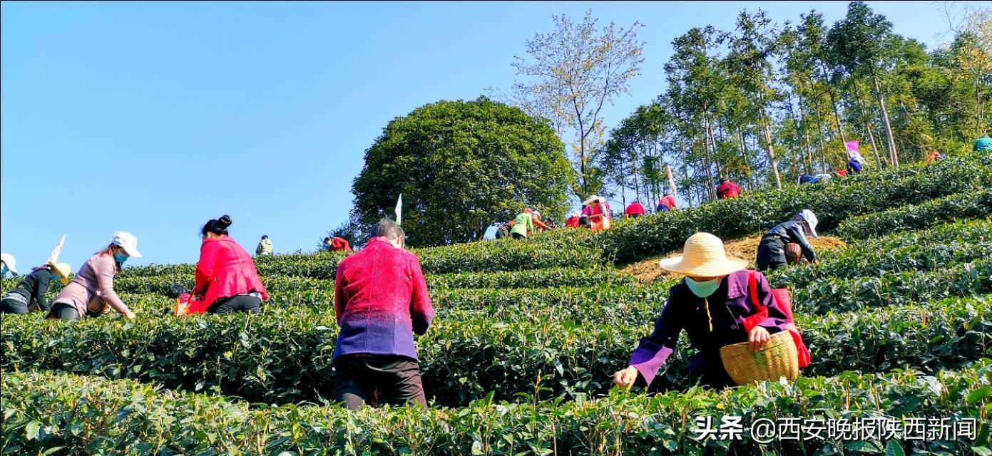 淘宝网陕南富硒茶（陕西富硒茶叶）-硒宝网