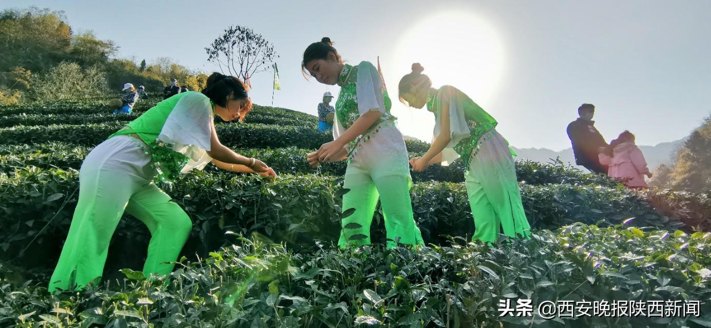 淘宝网陕南富硒茶（陕西富硒茶叶）-硒宝网