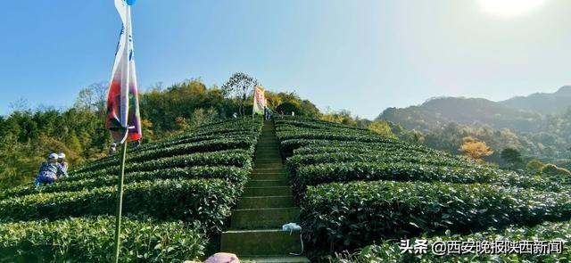 淘宝网陕南富硒茶（陕西富硒茶叶）-硒宝网