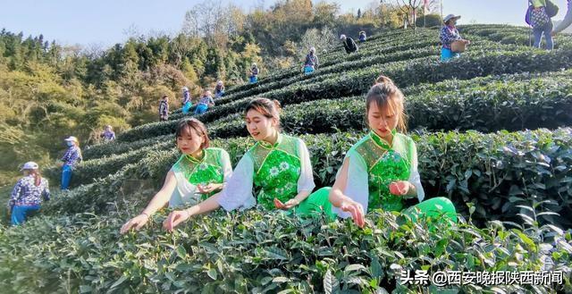 淘宝网陕南富硒茶（陕西富硒茶叶）-硒宝网