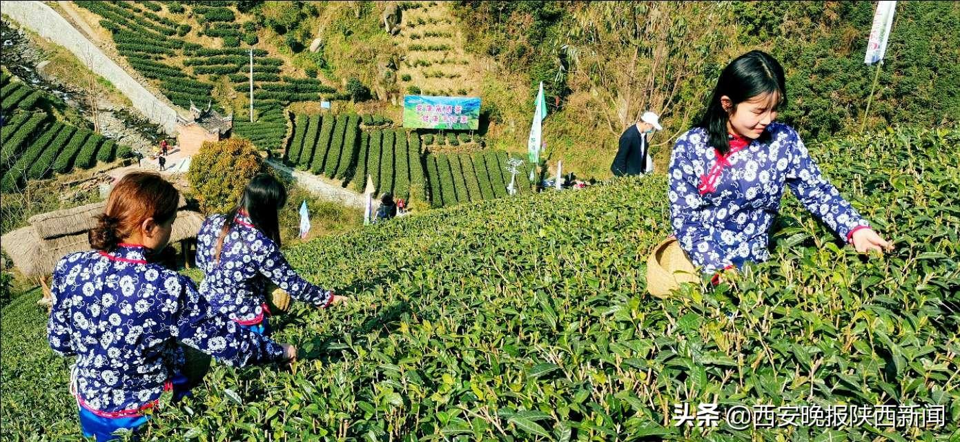 淘宝网陕南富硒茶（陕西富硒茶叶）-硒宝网