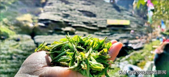 淘宝网陕南富硒茶（陕西富硒茶叶）-硒宝网