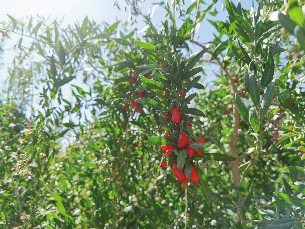 富硒奇兰茶的价格(奇兰茶多少钱一盒)-硒宝网