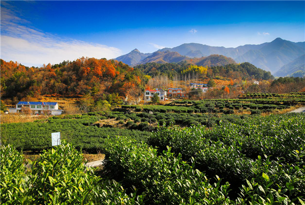 安化黑茶含富硒吗（黑茶富含硒补硒的十大功效）-硒宝网