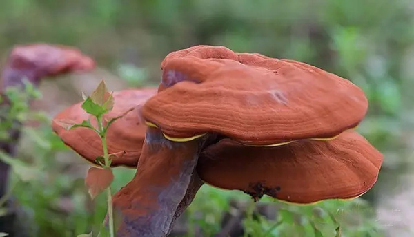 富硒灵芝茶的作用(富硒灵芝组合)-硒宝网