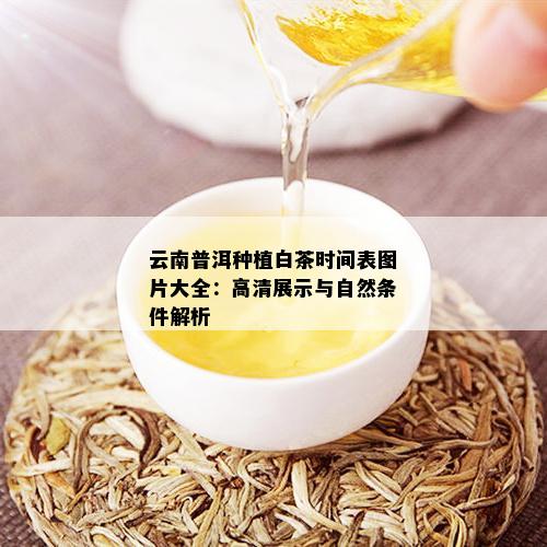 富硒普洱茶的种植（种植茶普洱富硒怎么样）-硒宝网