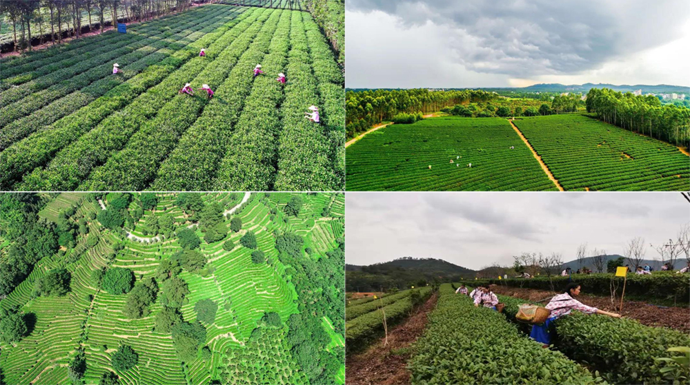 富硒茶产业链项目(东莞市链茶茶叶有限公司)-硒宝网