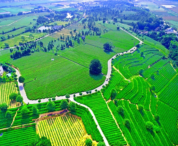 富硒茶产业链项目(东莞市链茶茶叶有限公司)-硒宝网