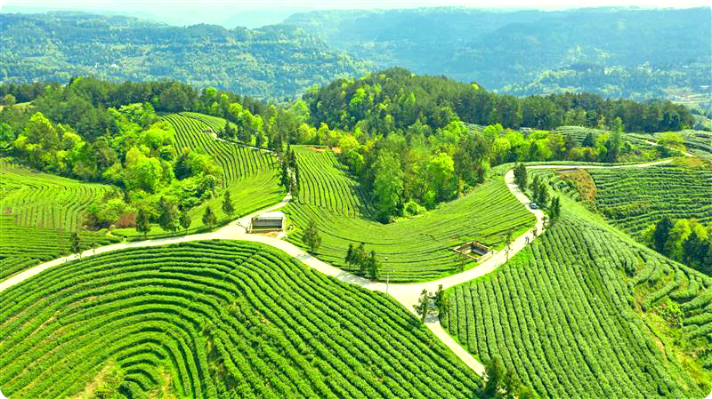 富硒茶产业链项目(东莞市链茶茶叶有限公司)-硒宝网