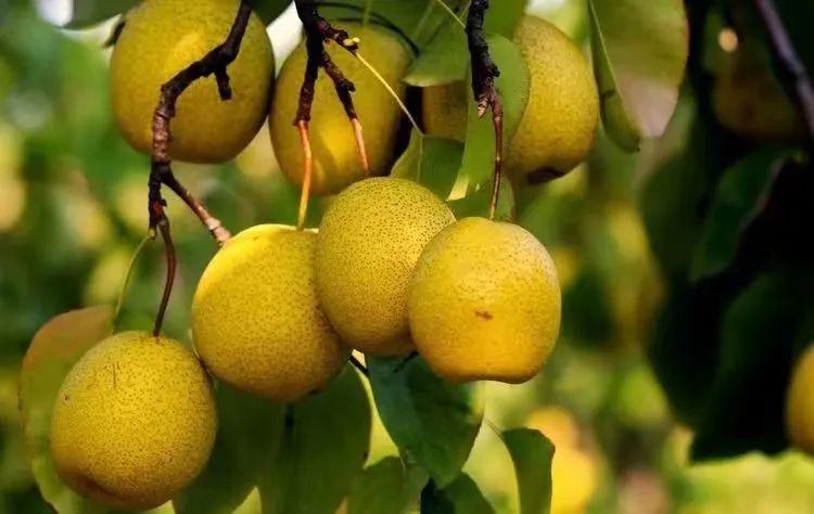 富硒养生茶珍贵吗（富硒茶饮料）-硒宝网