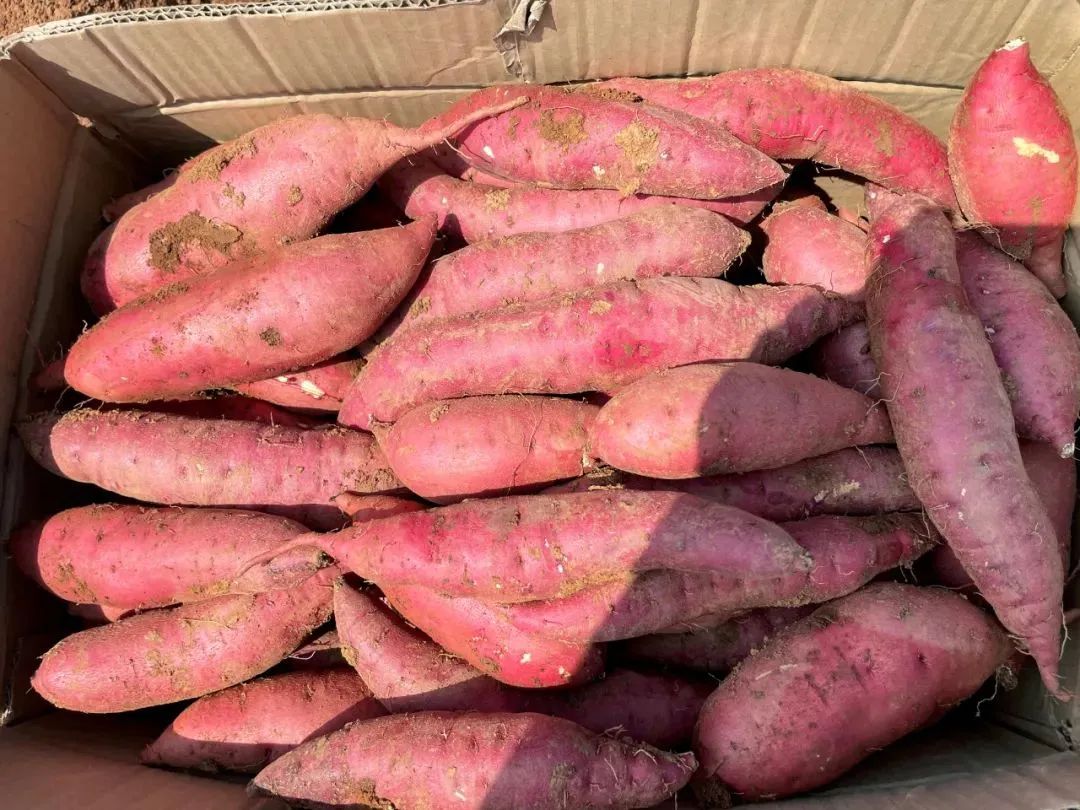 富硒养生茶珍贵吗（富硒茶饮料）-硒宝网