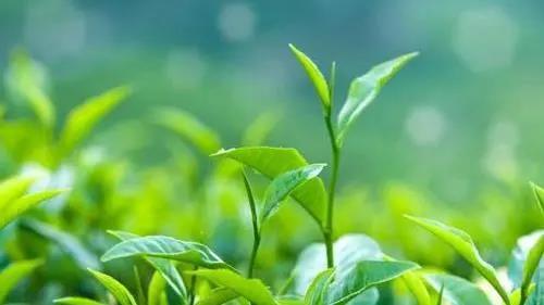 罗溪野生富硒黑茶(罗溪富硒高山黑茶)-硒宝网