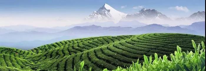 罗溪野生富硒黑茶(罗溪富硒高山黑茶)-硒宝网