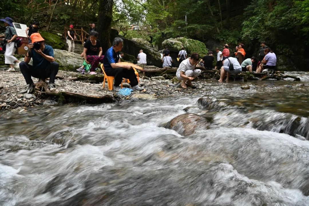 石台仙寓富硒野茶(石台仙寓山野茶)-硒宝网