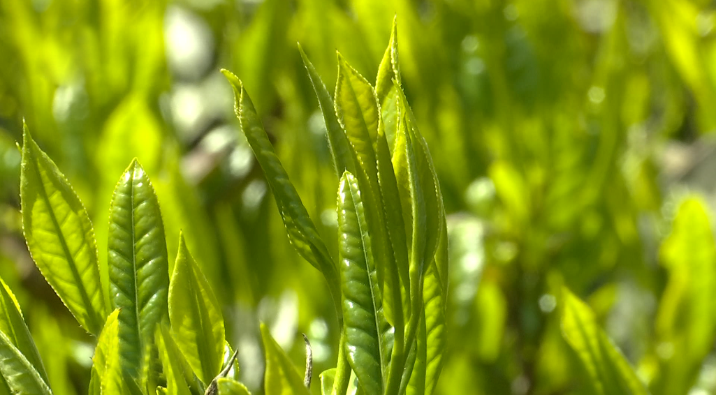 石台仙寓富硒野茶(石台仙寓山野茶)-硒宝网