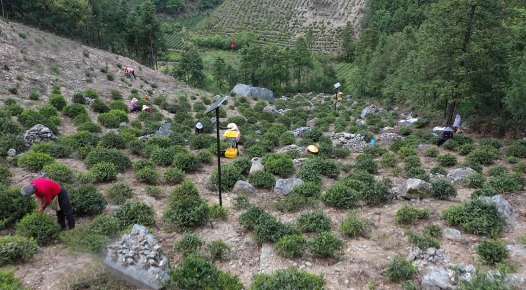 石台仙寓富硒野茶(石台仙寓山野茶)-硒宝网