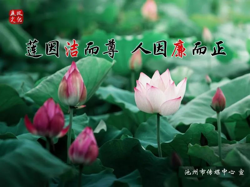 石台仙寓富硒野茶(石台仙寓山野茶)-硒宝网