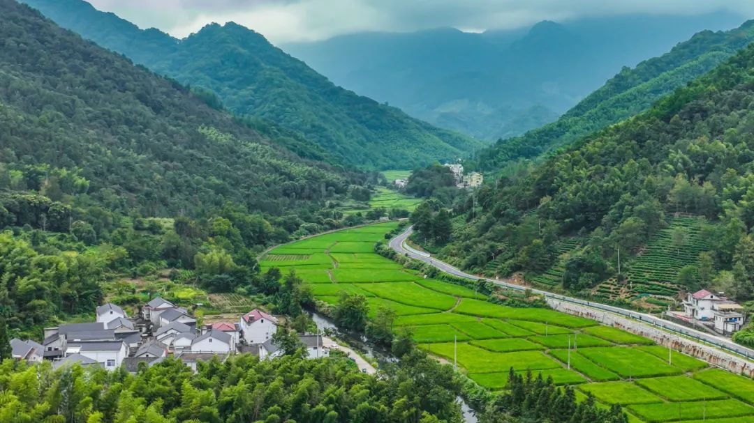 石台仙寓富硒野茶(石台仙寓山野茶)-硒宝网