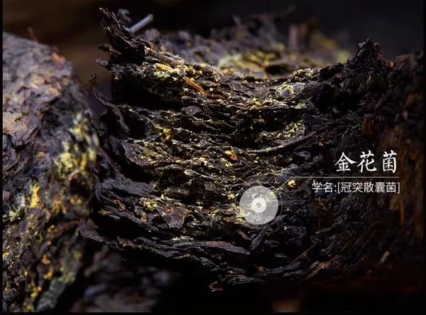 安化黑茶含富硒吗(黑茶含硒元素是多少)-硒宝网