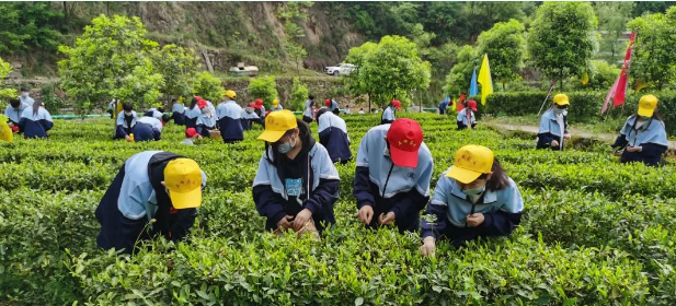 离子富硒茶金三仓（离子富硒茶金三仓）-硒宝网