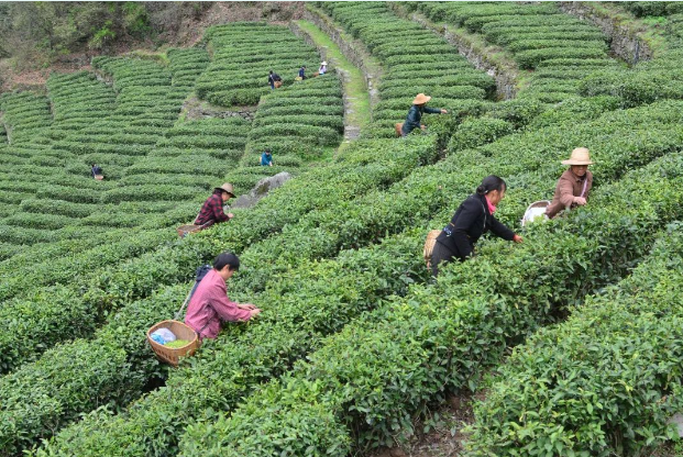 离子富硒茶金三仓（离子富硒茶金三仓）-硒宝网