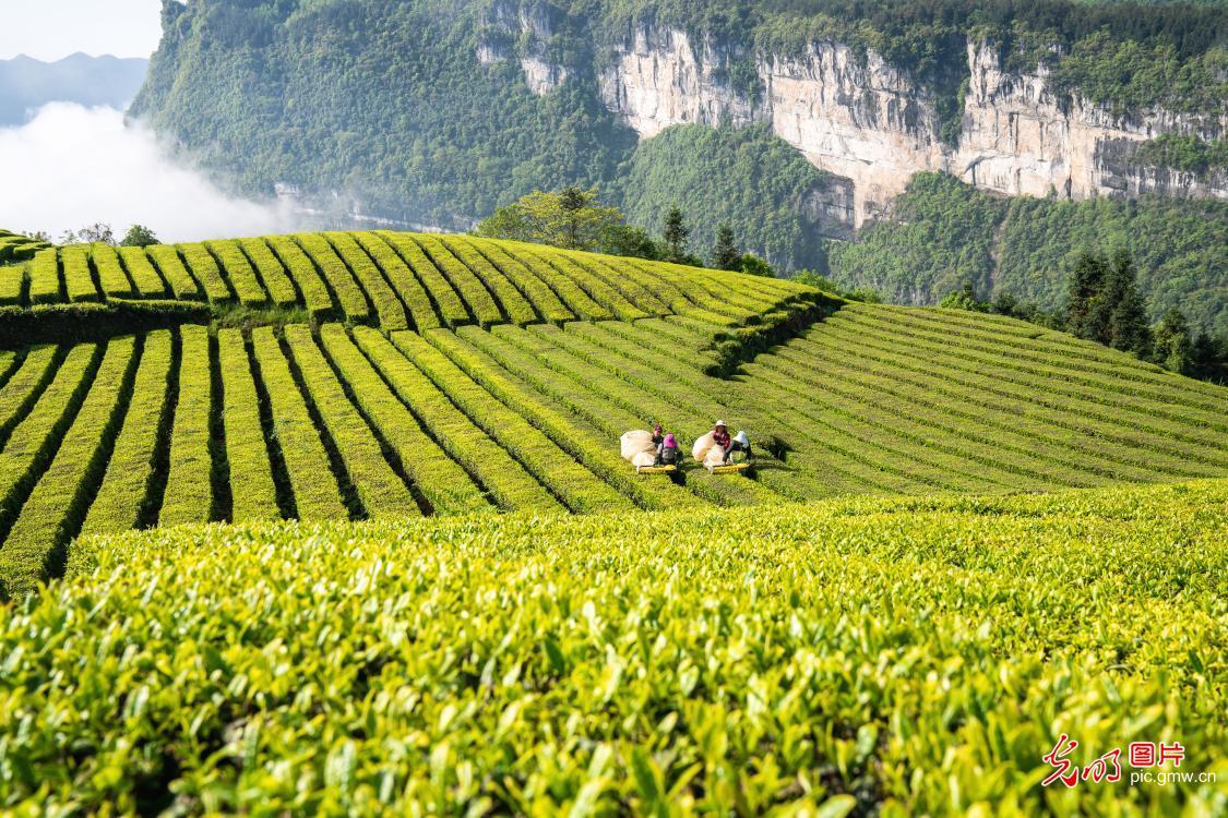 黔东南特产富硒茶（贵州富硒茶产地）-硒宝网