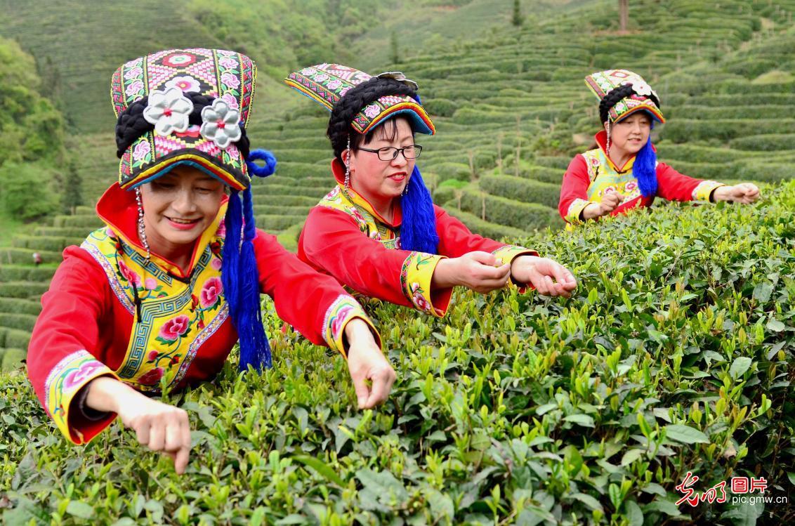 黔东南特产富硒茶（贵州富硒茶产地）-硒宝网