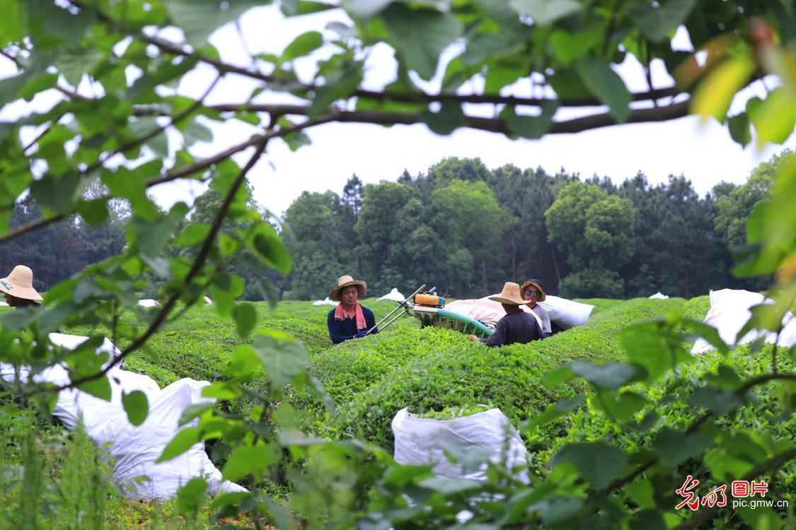 黔东南特产富硒茶（贵州富硒茶产地）-硒宝网