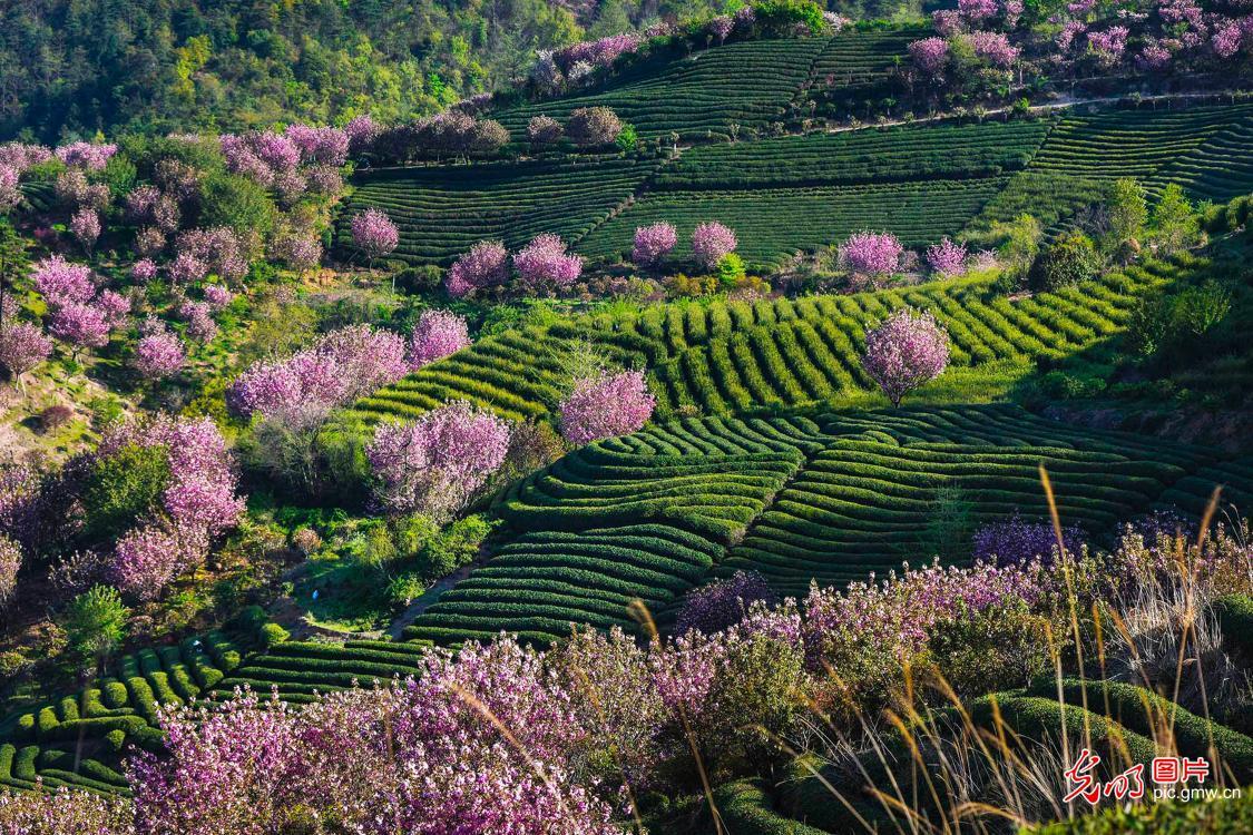 黔东南特产富硒茶（贵州富硒茶产地）-硒宝网