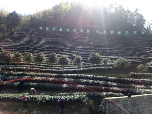 滚茗牌安康富硒茶（安康富硒茶是什么茶）-硒宝网