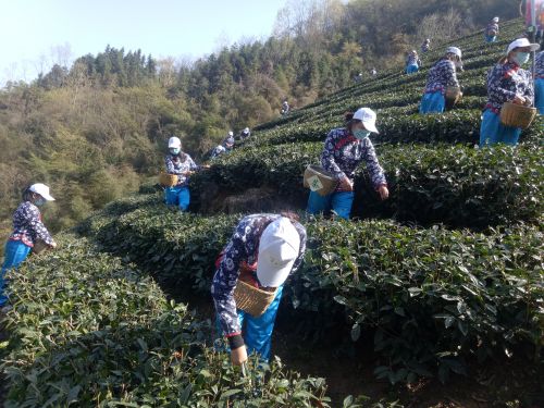 滚茗牌安康富硒茶（安康富硒茶是什么茶）-硒宝网