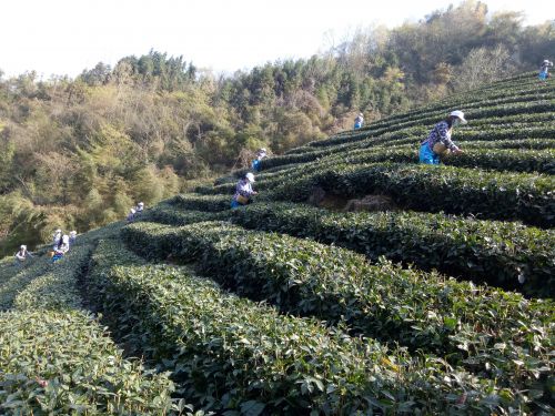 滚茗牌安康富硒茶（安康富硒茶是什么茶）-硒宝网