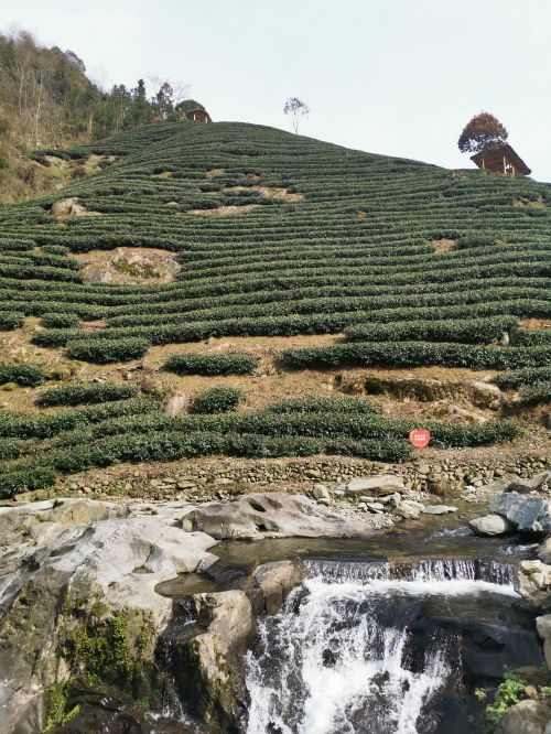 滚茗牌安康富硒茶（安康富硒茶是什么茶）-硒宝网