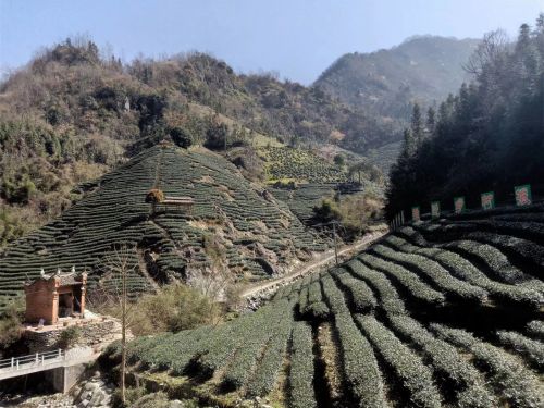 滚茗牌安康富硒茶（安康富硒茶是什么茶）-硒宝网